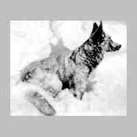 006-0072 Moritz, der Hund der Familie Quednau im Schnee.jpg